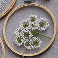 Queen Anne’s Lace